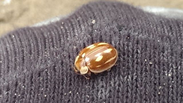 insects