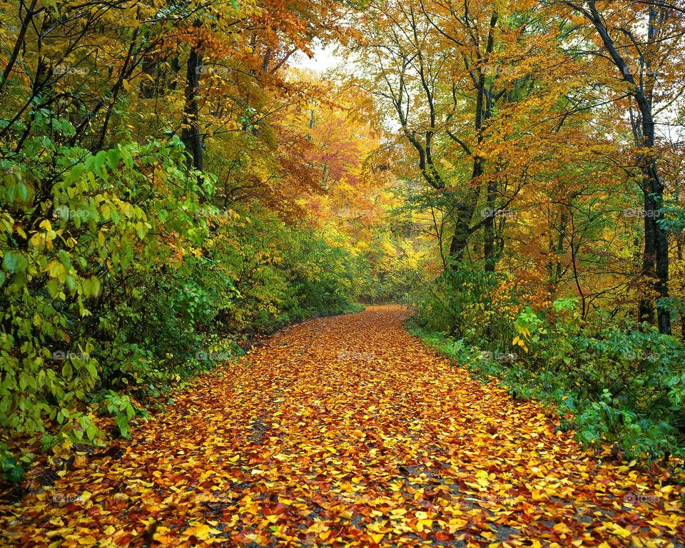 autumn trail