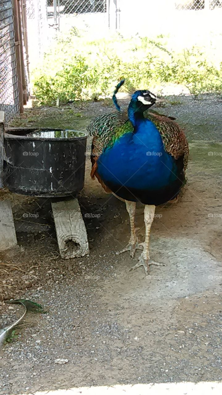 a peacock standing proudly next to his water trough