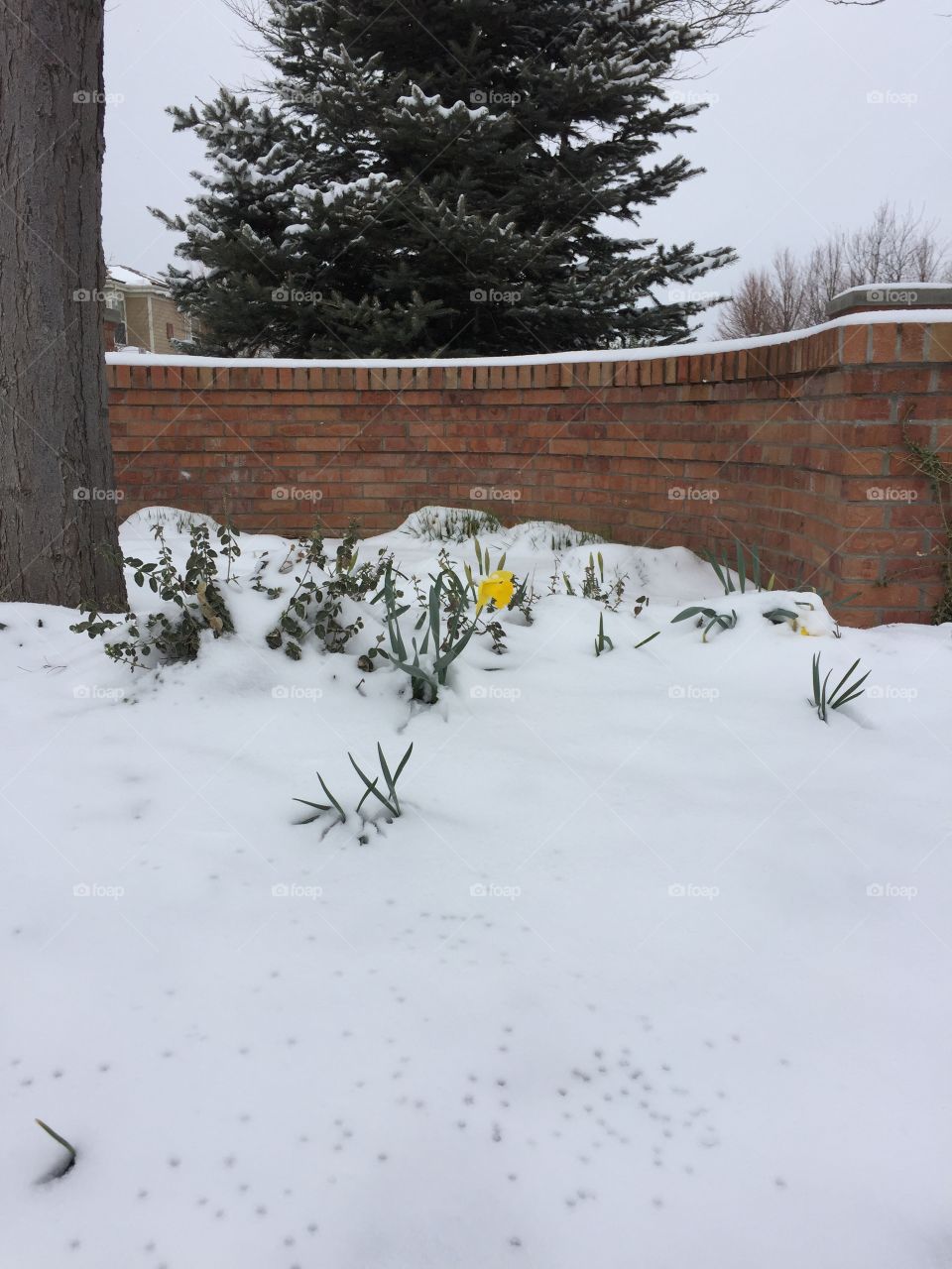 Daffodils in the snow