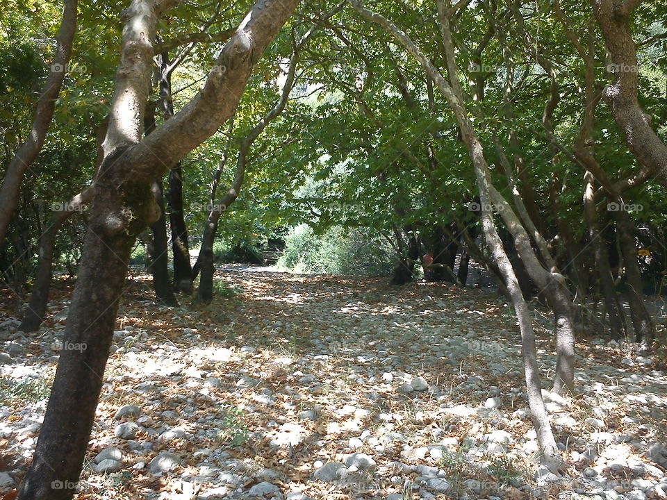 Greek forest