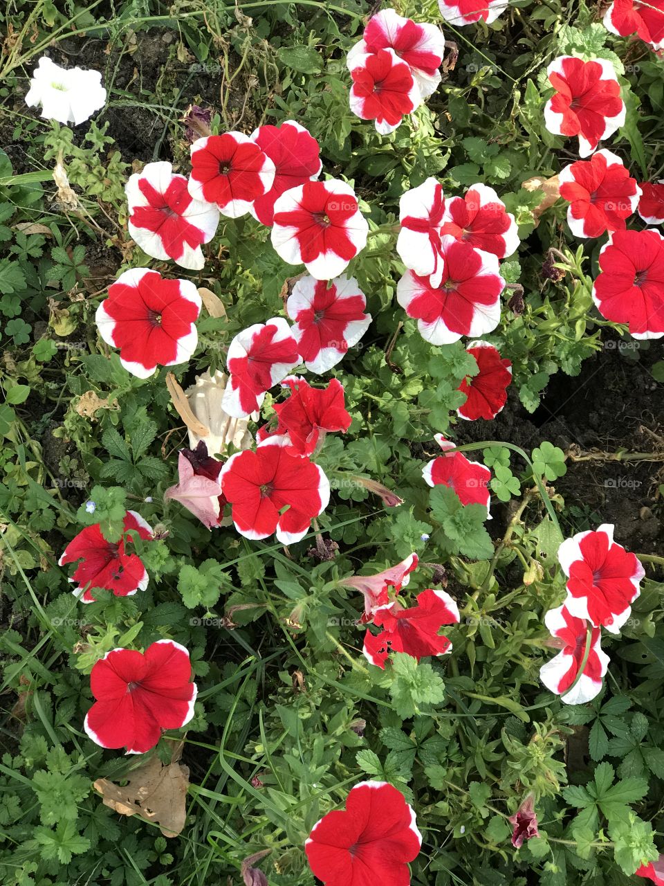 Petunia flowers 