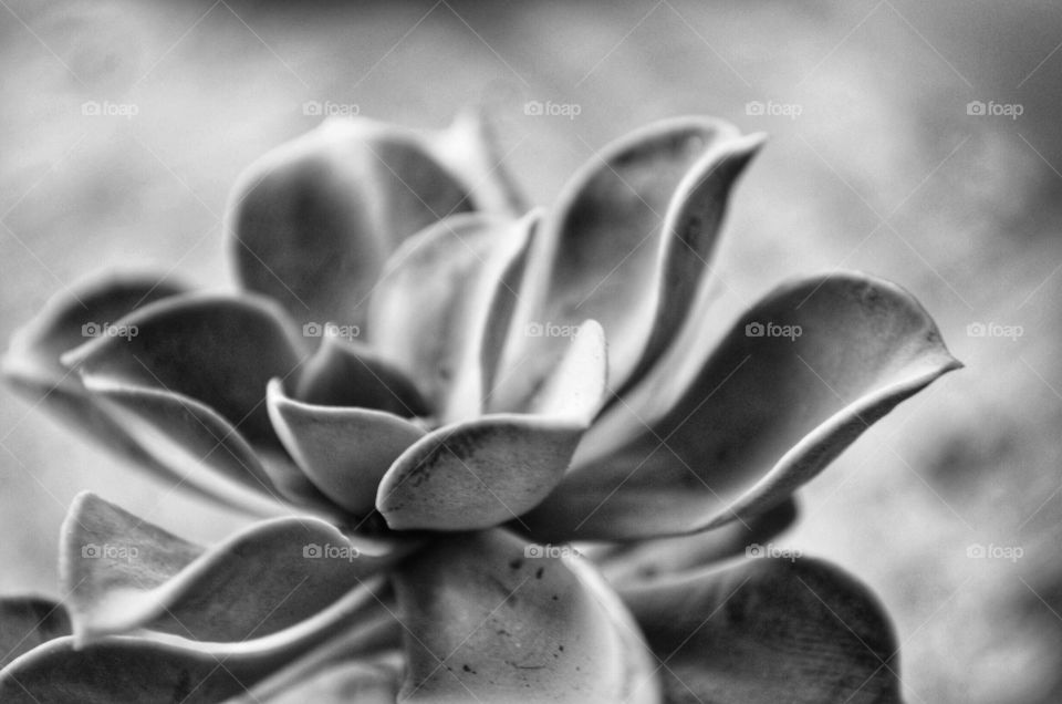 Black and white macro photo of succulent 