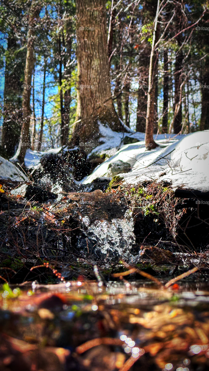 Spring breaking through 