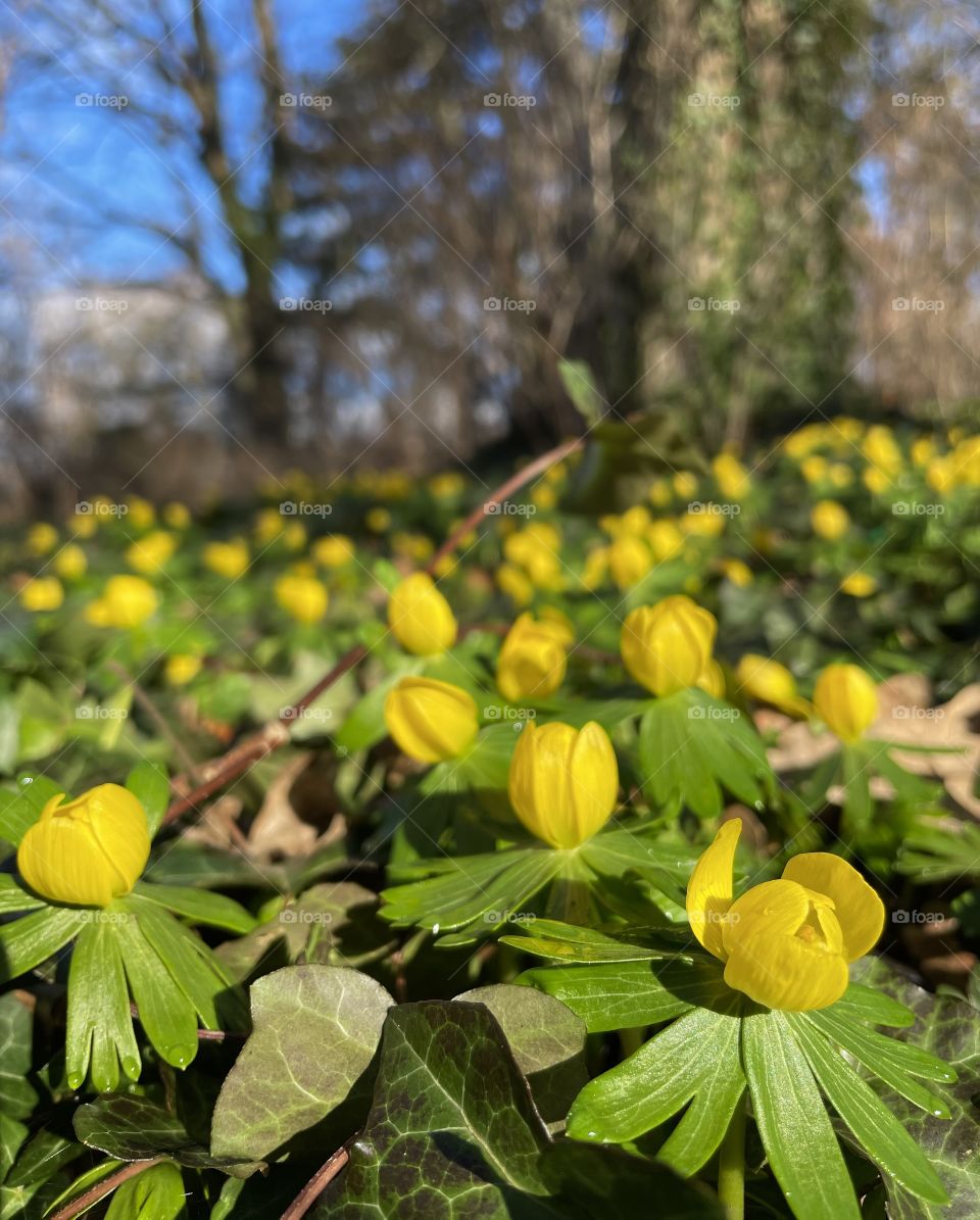 Yellow signs of spring