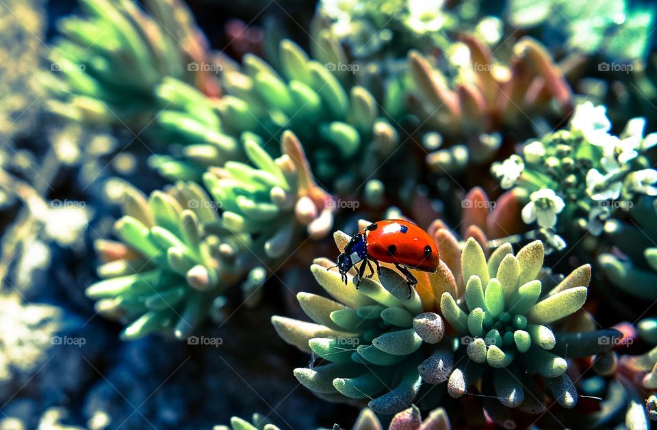 Ladybug