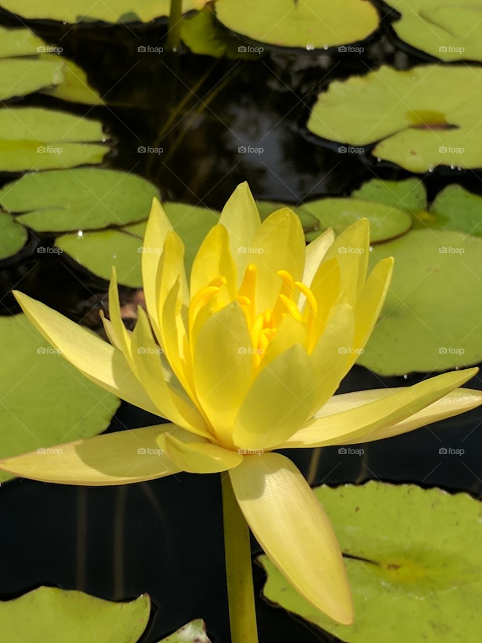 delicate golden water lily
