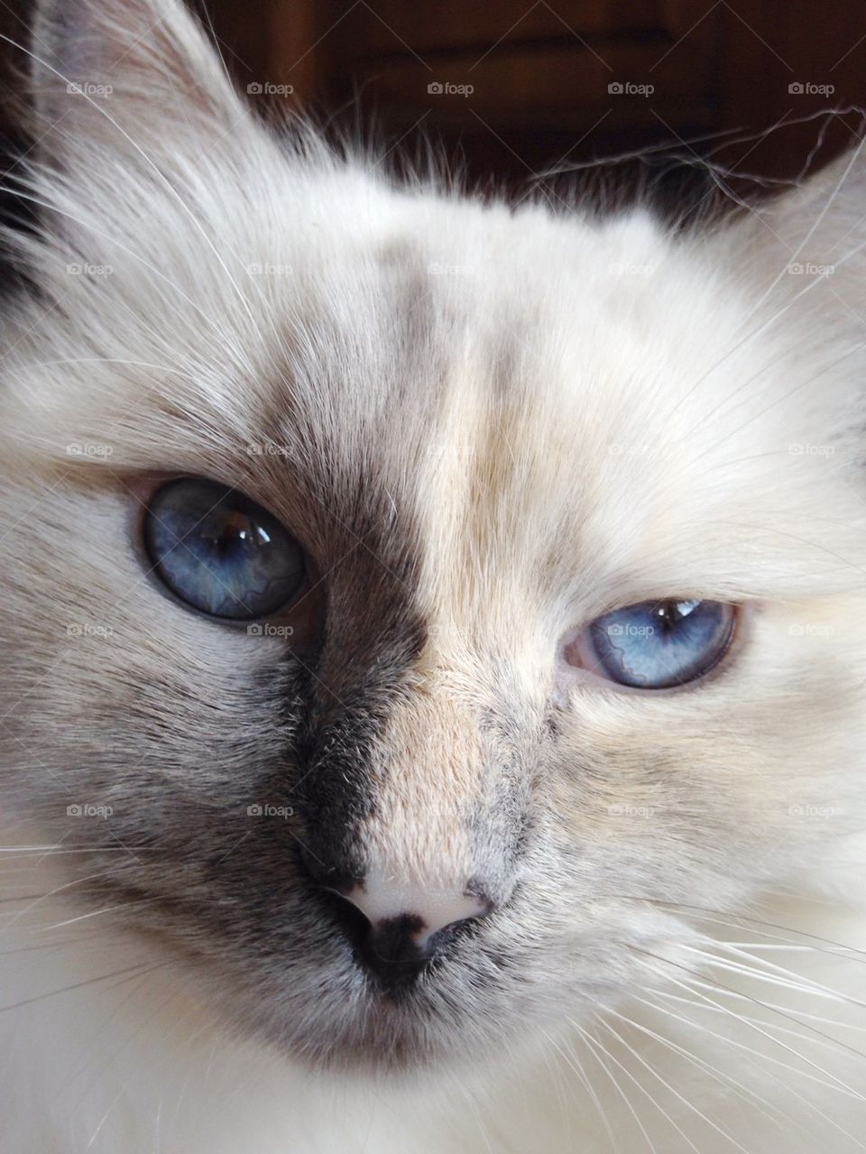 Close-up of tabby cat