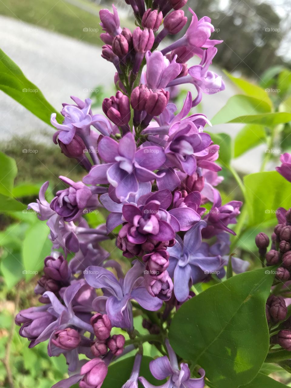 Purple is my favorite color