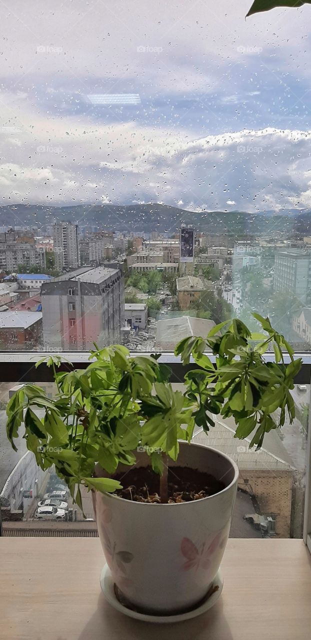 цветок в горшке на окне в офисе, на фоне дождливого неба