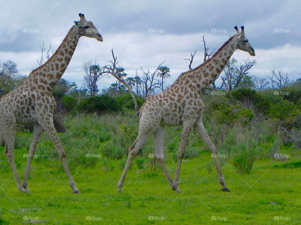 Giraffes taking a walk in Botswana 