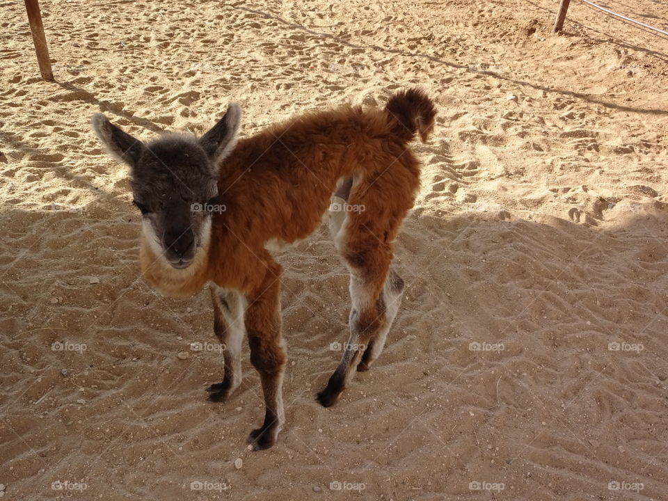 baby llama