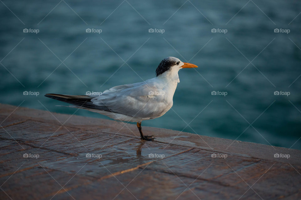 Bird, No Person, Wildlife, Nature, Water