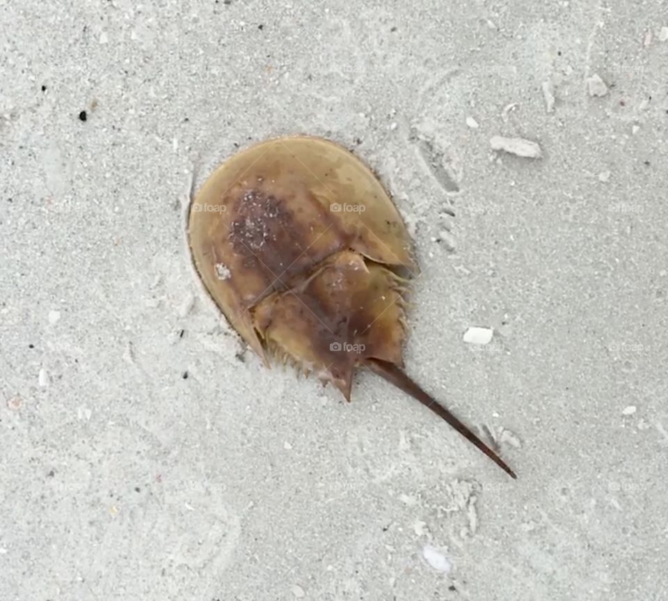 Horseshoe Crab