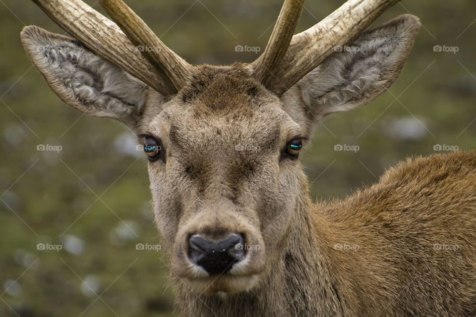 Close-up of red deer