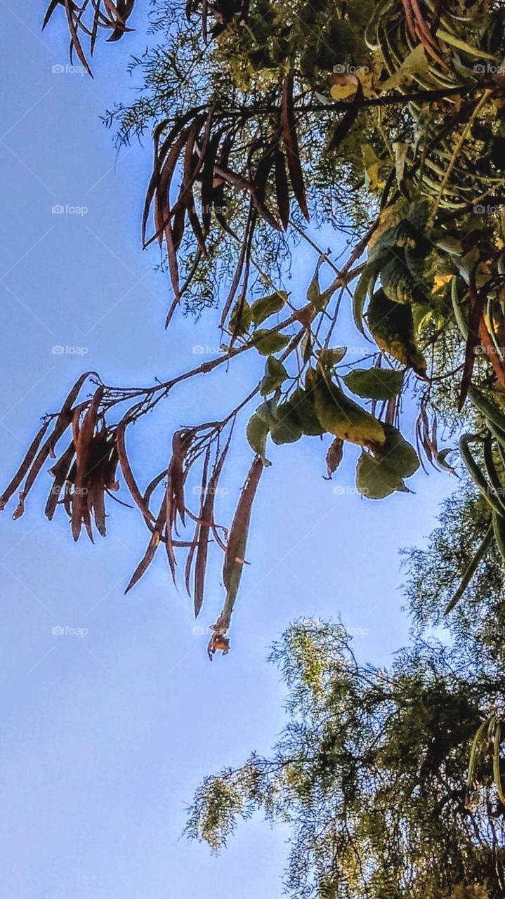 Vanilla beans on a mature old tree in the Plaza de las Armas, Old Town State Park, San Diego, CA.