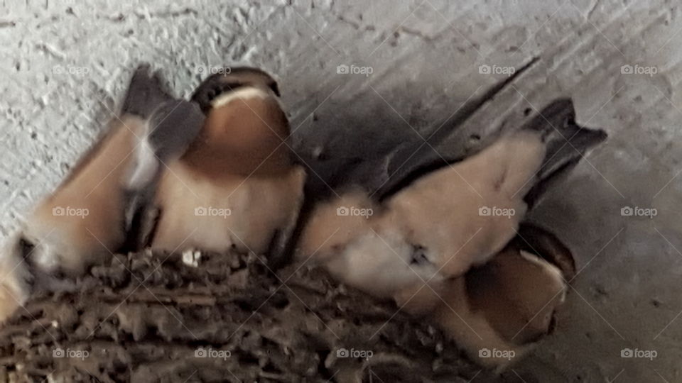 Barn Swallows. A new place  to nest.