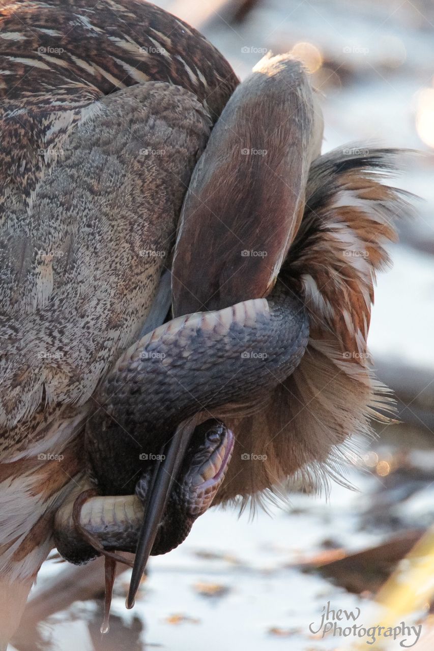 American Bittern with Florida Water Snake