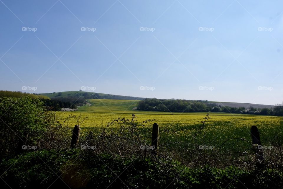 Landscape, Cropland, Agriculture, No Person, Tree