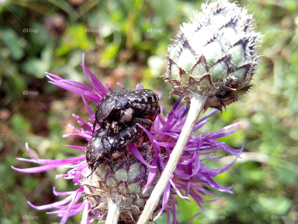 Beetles on a flower