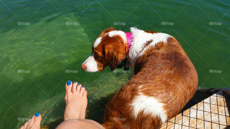 Brittany Spaniel near water and my toes