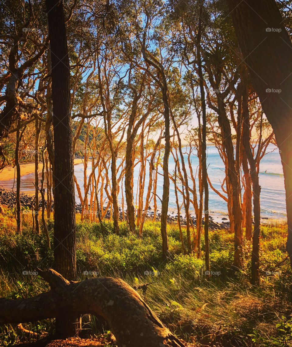 Natural beauty of the trees and the sea at Noosa National Park Australia 