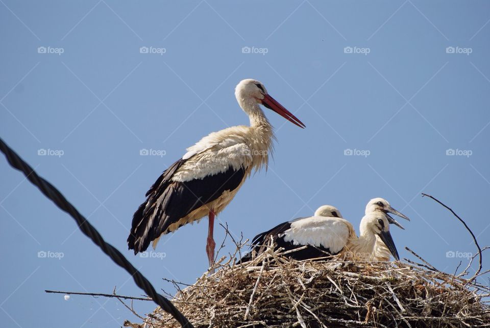 Close-up of stork with young birds