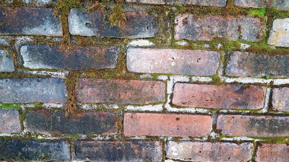 Moss on a brick wall.