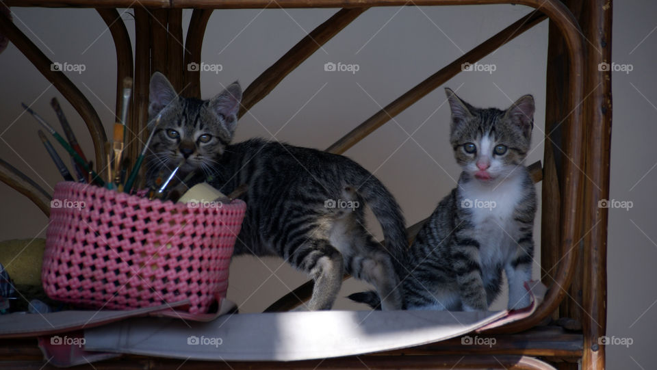 Two kittens - next to a container of brushes - shiny eyes and cuteness overload - a happy home.