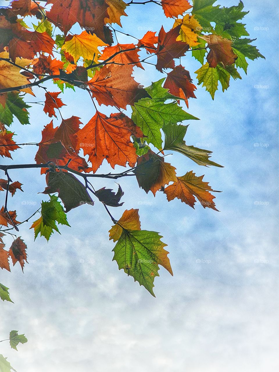 United colors of Autumn