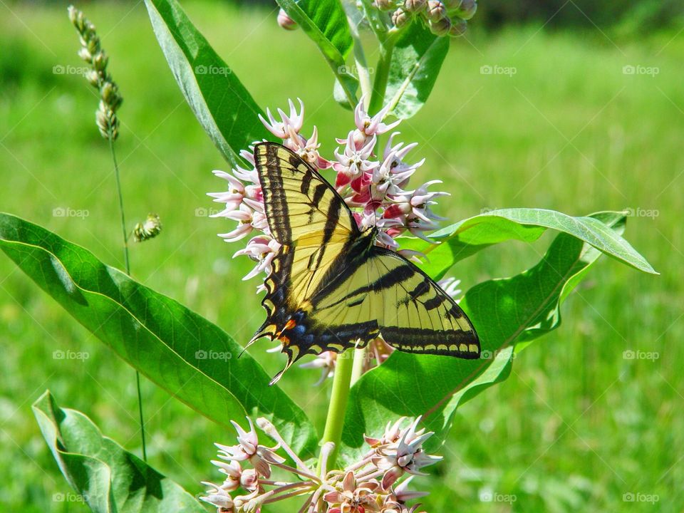 Yellow tiger swallowtail 