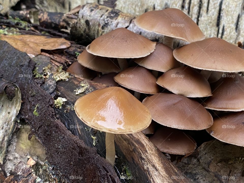 A group of brown toadstools 