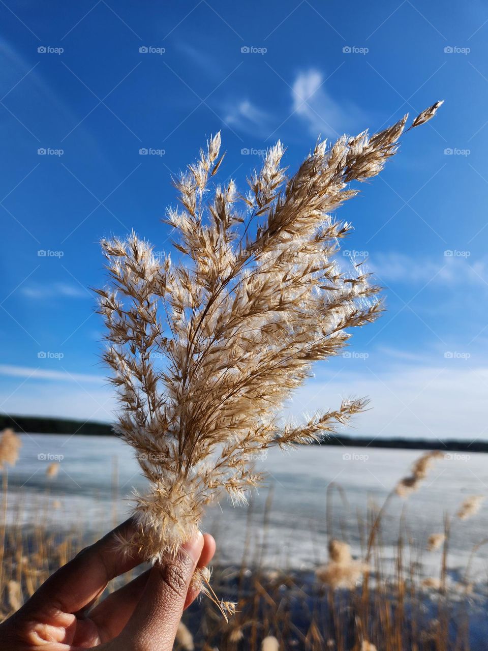 Dried ferns in the summer breeze