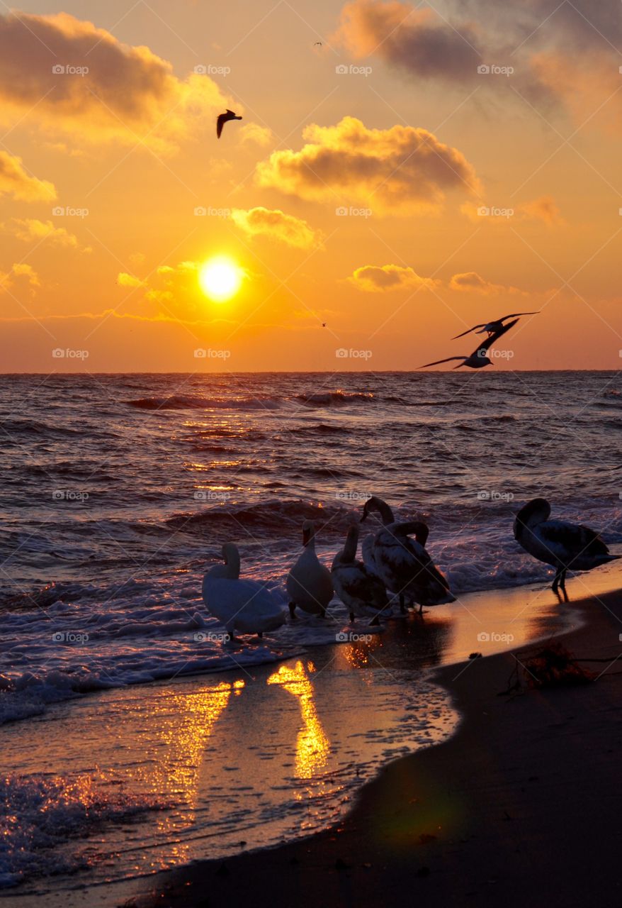 Swans and seagulls on the beach during sunset