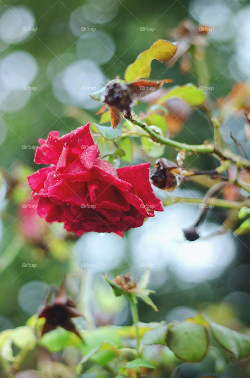 Red rose flower on nature background in the garden of flowers.