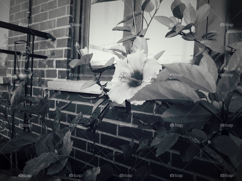 hibiscus in my urbain garden in black and white!