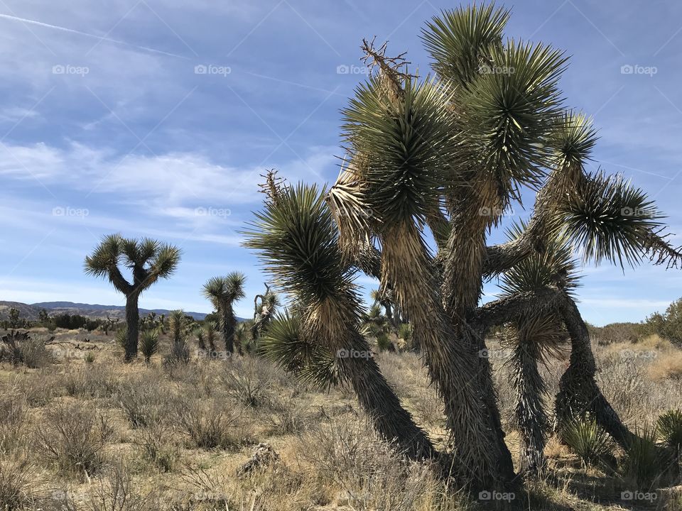 Arthur B. Ripley Desert Woodland State Park