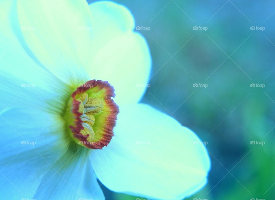 Daffodil close-up