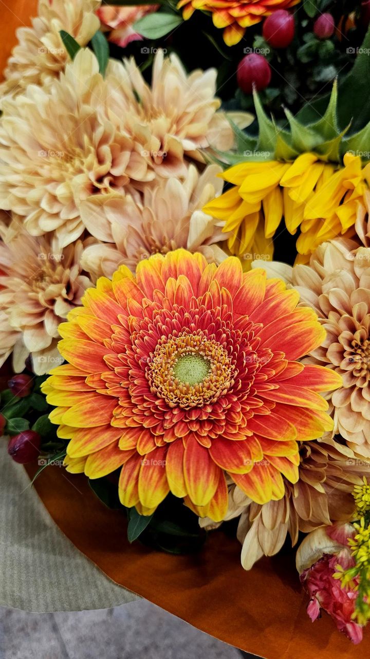 Gerbera jamesonii is a tufted perennial herb.  A member of the Asteraceae family, Chrysanthemum Morifolium is a plant that can be grown indoor, in gardens or patios. Together, they create a wonderful bouquet that can be given as a gift.