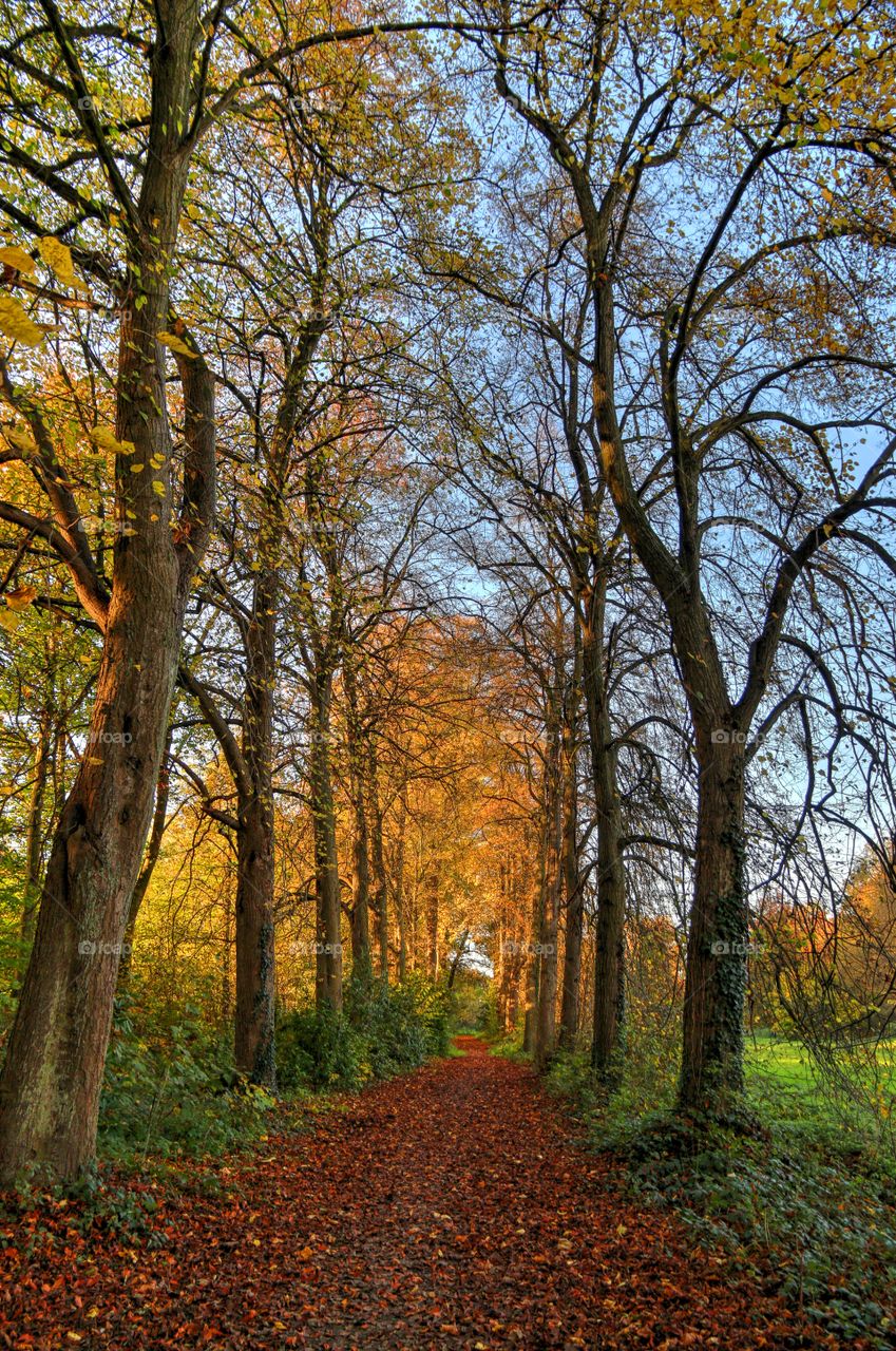 Straight path with autumn trees