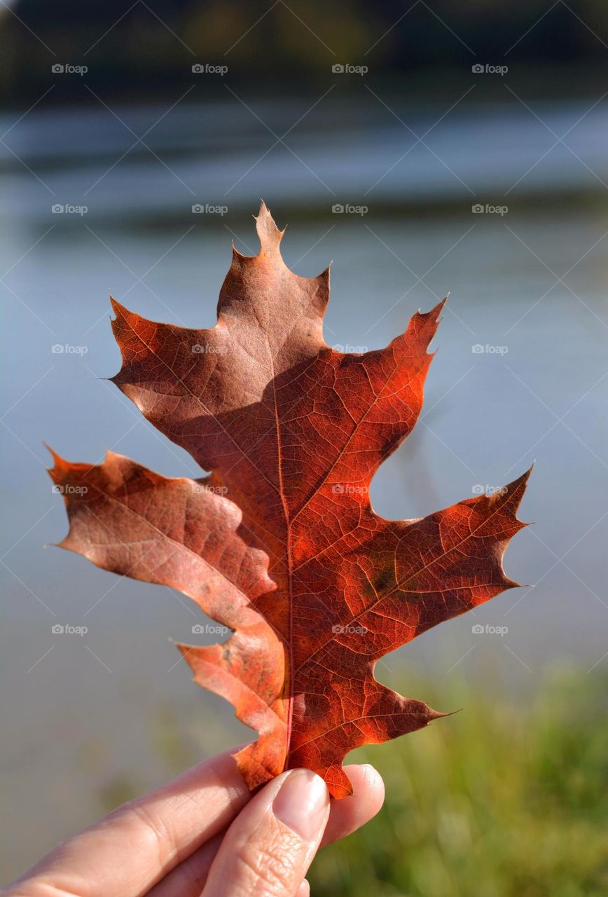 red leaf in the hand beautiful nature