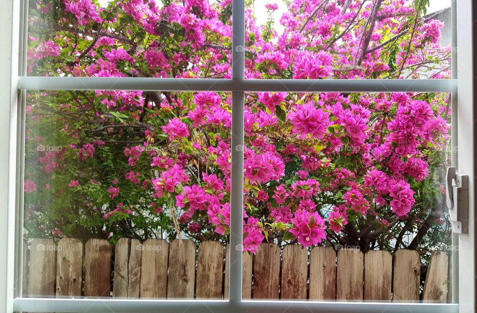 blossoms outside my window