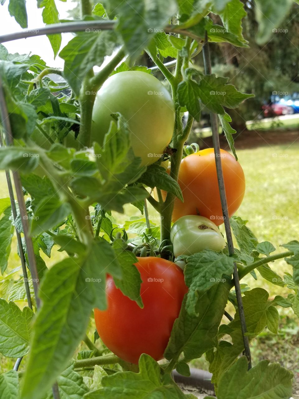 tomatoes