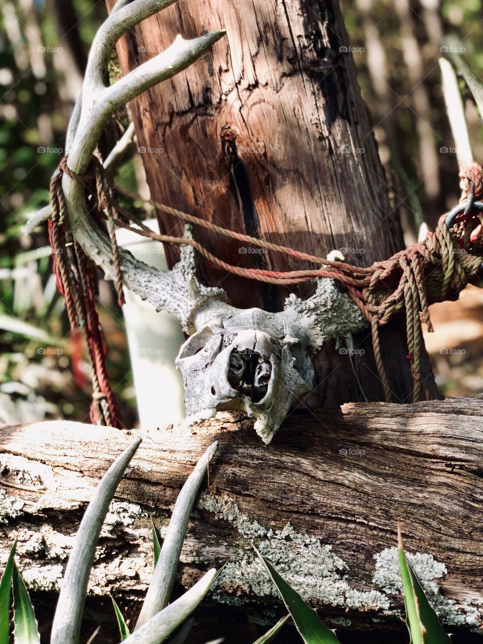 Whitetail deer skull & antlers