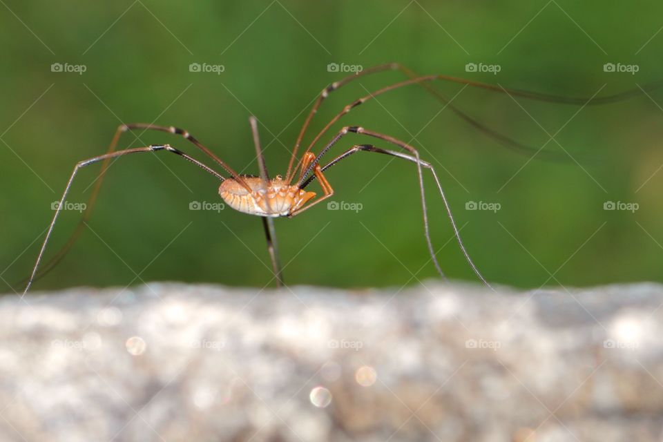 Daddy Long-Legs Spider