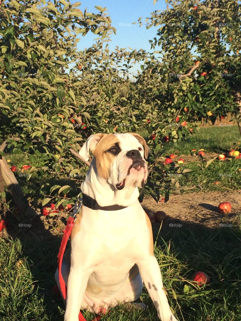 Apples and American bulldogs 