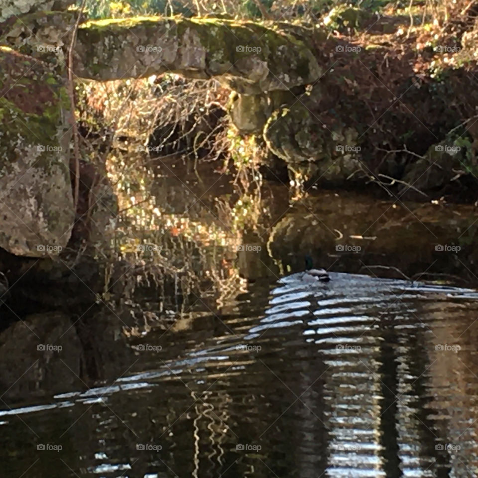 Moving duck on water surface he or she is going under à outdoors arch or dangerous human bridge