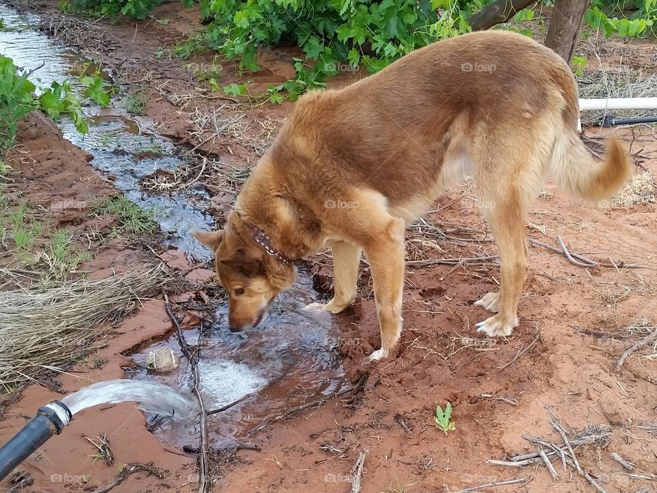 Old Dog Drinking Water .
