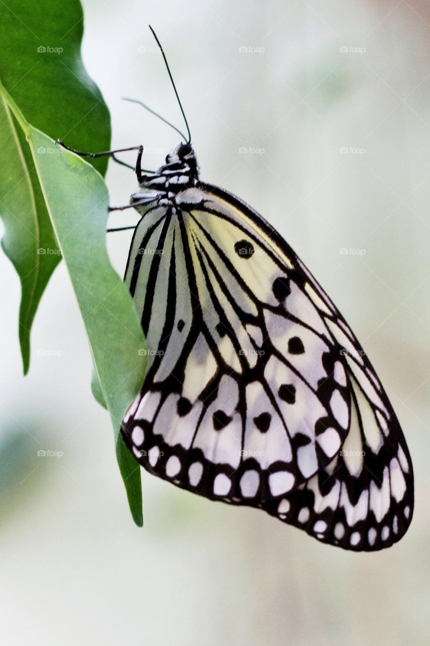 nature closeup butterfly leaf by chrille_b