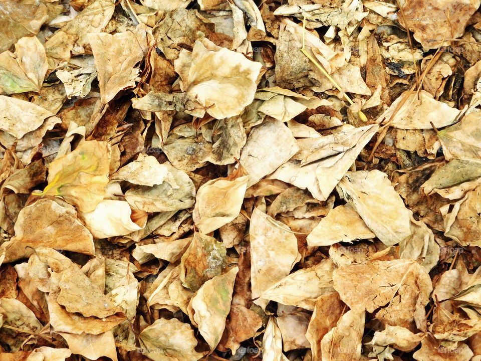 dry leaves